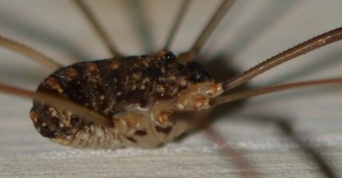 Nelima sp.